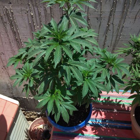 Cookies USA growlog timeline photo