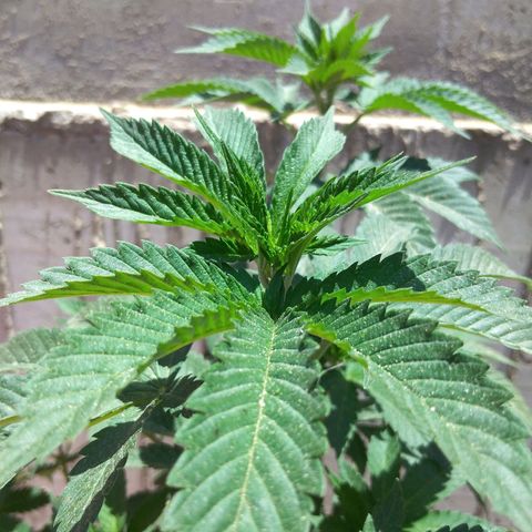 Cookies USA growlog timeline photo