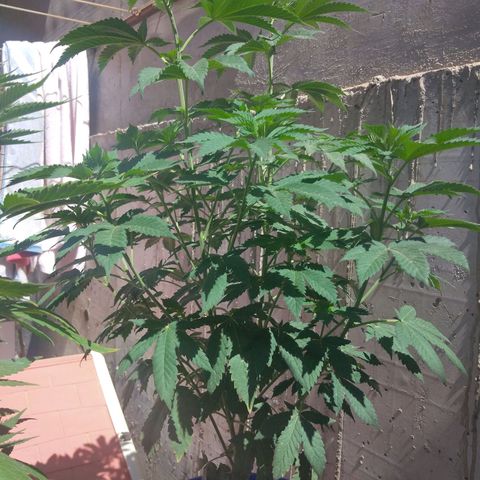 Cookies USA growlog timeline photo