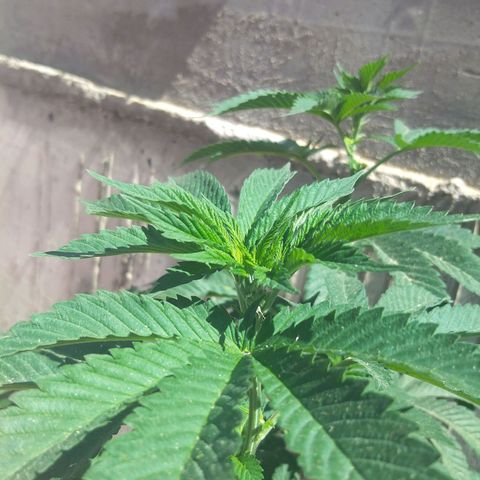 Cookies USA growlog timeline photo