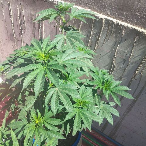 Cookies USA growlog timeline photo