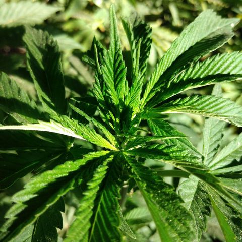 Cookies USA growlog timeline photo