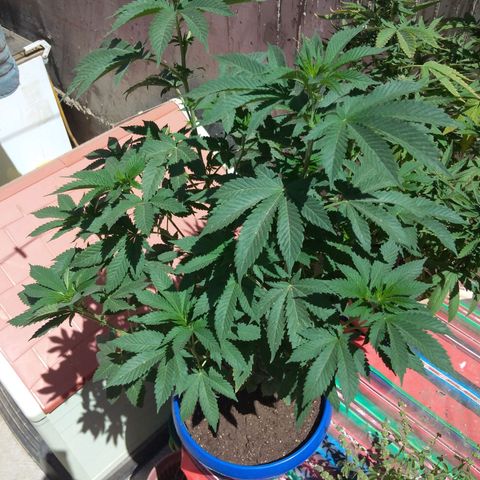 Cookies USA growlog timeline photo