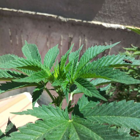 Cookies USA growlog timeline photo