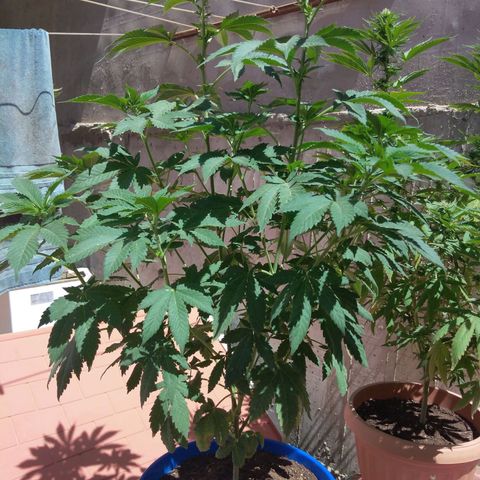 Cookies USA growlog timeline photo