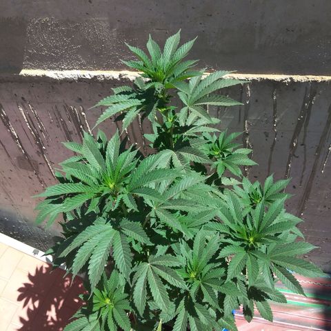 Cookies USA growlog timeline photo