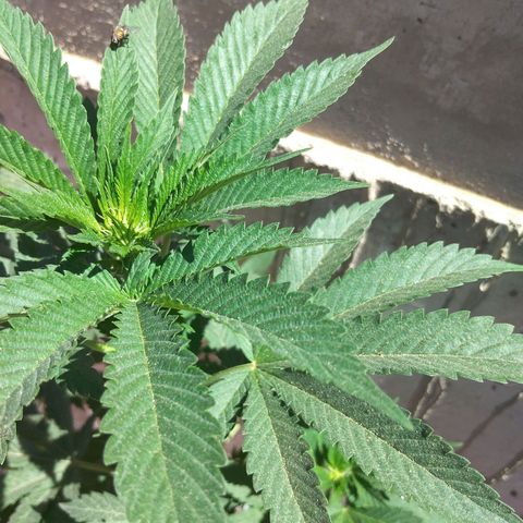 Cookies USA growlog timeline photo