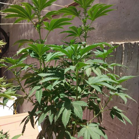 Cookies USA growlog timeline photo