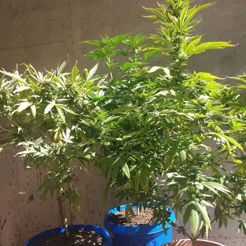 Cookies USA growlog timeline photo