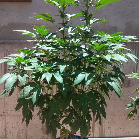 Cookies USA growlog timeline photo