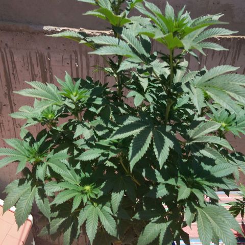 Cookies USA growlog timeline photo
