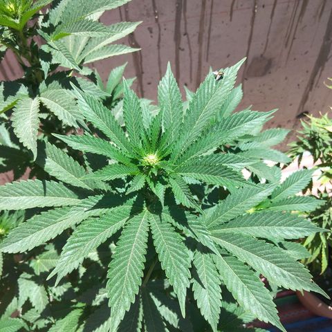 Cookies USA growlog timeline photo