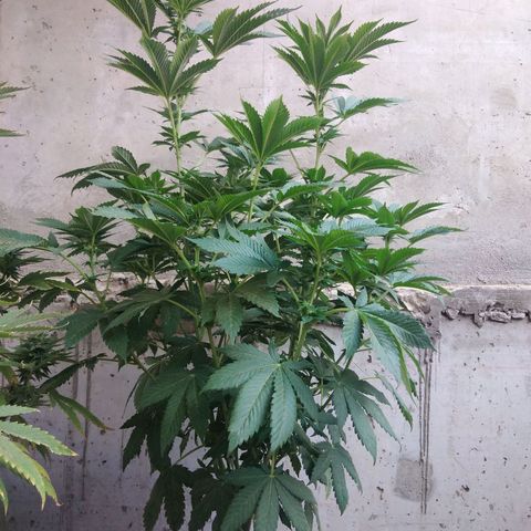 Cookies USA growlog timeline photo