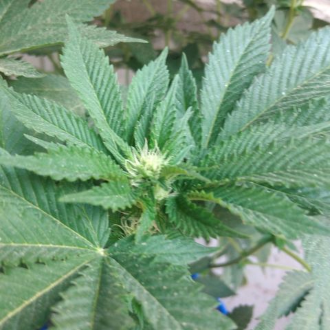 Cookies USA growlog timeline photo