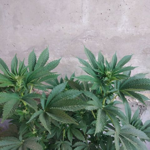 Cookies USA growlog timeline photo