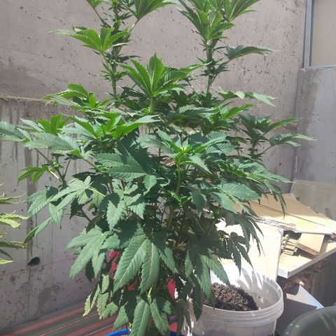 Cookies USA growlog timeline photo