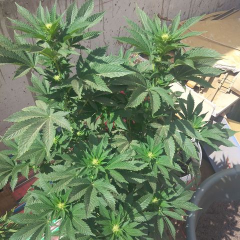 Cookies USA growlog timeline photo