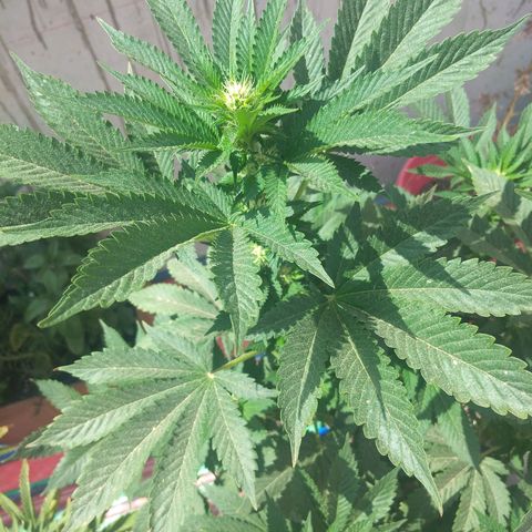 Cookies USA growlog timeline photo