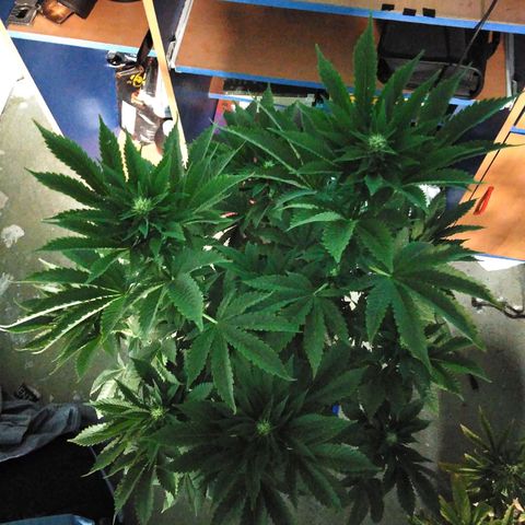 Cookies USA growlog timeline photo