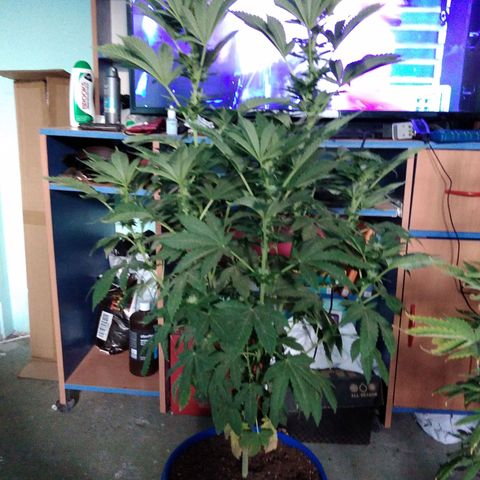 Cookies USA growlog timeline photo