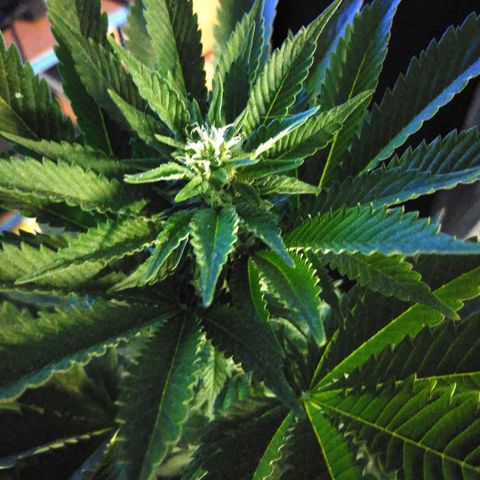 Cookies USA growlog timeline photo
