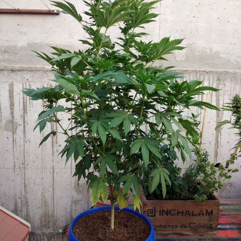 Cookies USA growlog timeline photo