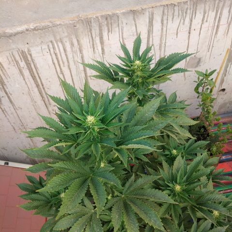 Cookies USA growlog timeline photo