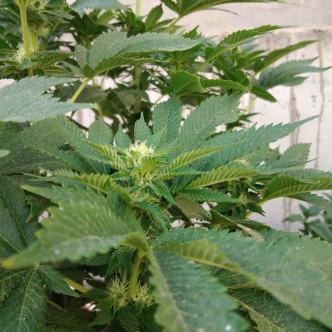 Cookies USA growlog timeline photo