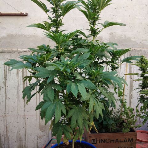 Cookies USA growlog timeline photo
