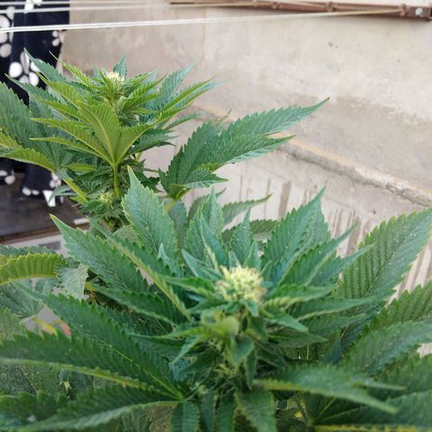 Cookies USA growlog timeline photo