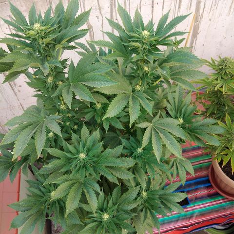 Cookies USA growlog timeline photo
