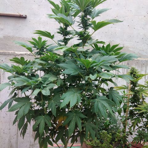 Cookies USA growlog timeline photo