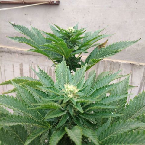 Cookies USA growlog timeline photo