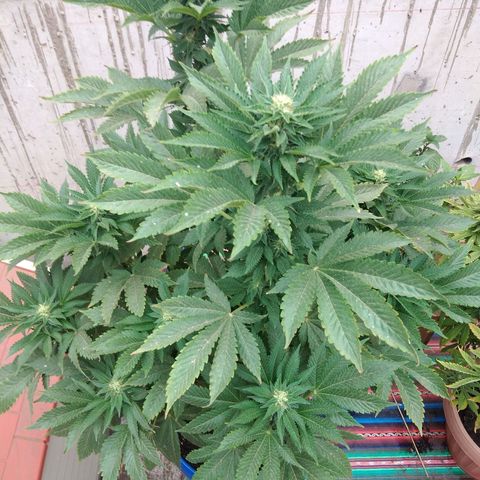 Cookies USA growlog timeline photo