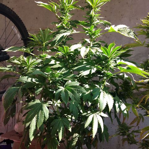 Cookies USA growlog timeline photo