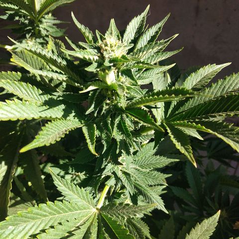 Cookies USA growlog timeline photo
