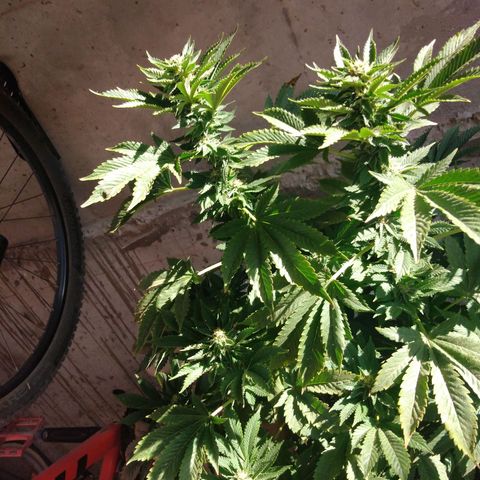 Cookies USA growlog timeline photo