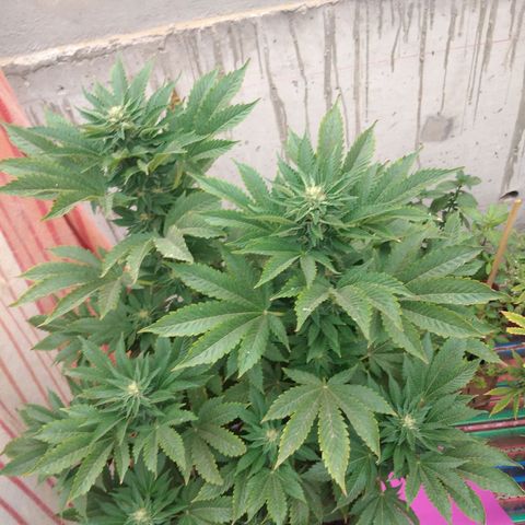 Cookies USA growlog timeline photo