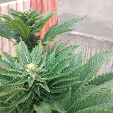 Cookies USA growlog timeline photo