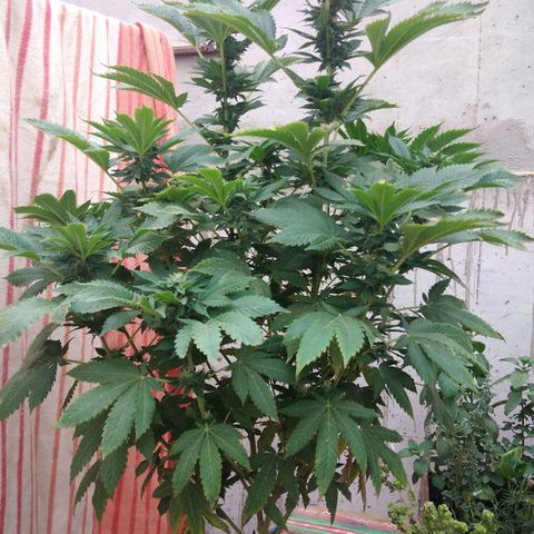 Cookies USA growlog timeline photo