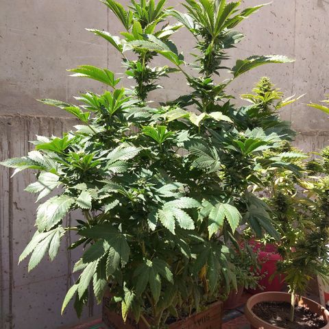 Cookies USA growlog timeline photo