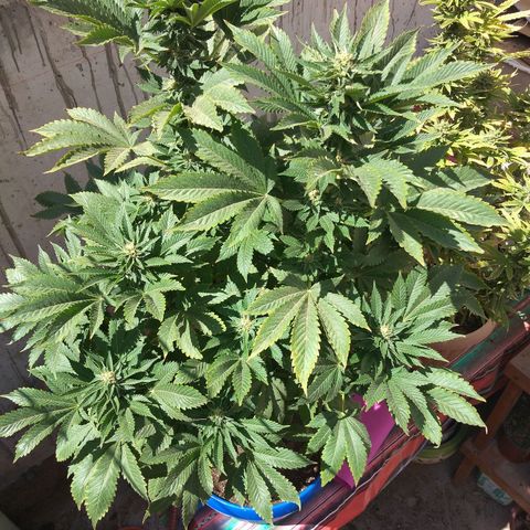 Cookies USA growlog timeline photo