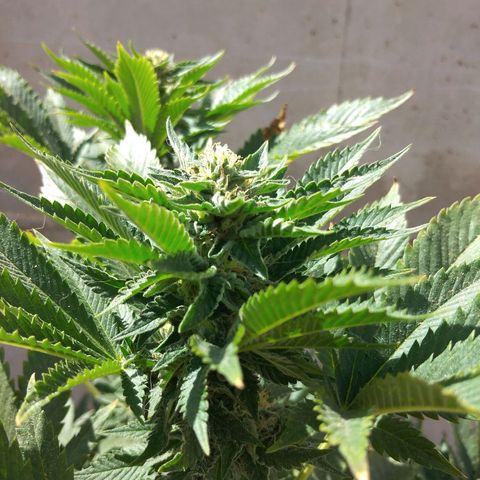 Cookies USA growlog timeline photo