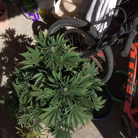 Cookies USA growlog timeline photo