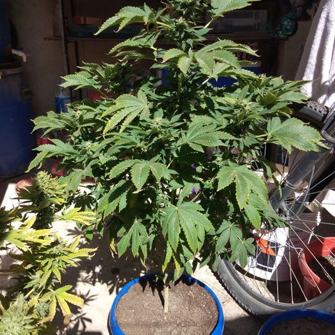 Cookies USA growlog timeline photo