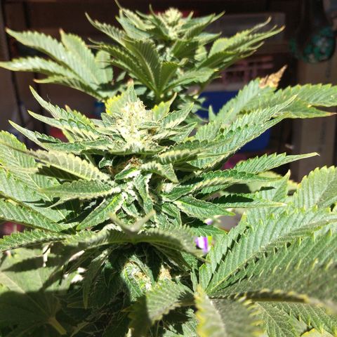 Cookies USA growlog timeline photo