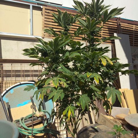 Cookies USA growlog timeline photo