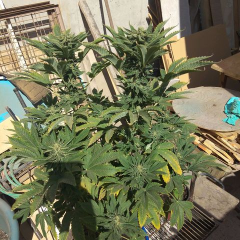 Cookies USA growlog timeline photo