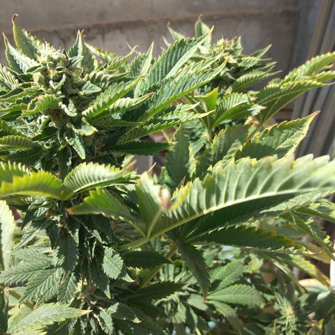 Cookies USA growlog timeline photo