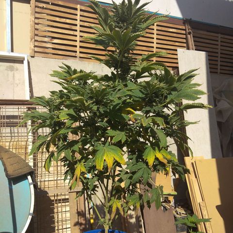 Cookies USA growlog timeline photo
